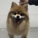 کلینیک دامپزشکی کارمن