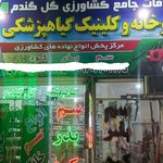 گل گندم طلایی