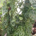 گل فروشی آندیا (شعبه یک)