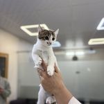 درمانگاه دامپزشکی های پت