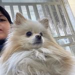 درمانگاه دامپزشکی های پت