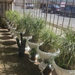 گلخانه تیساگل