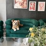 پانسیون و پت شاپ افروپت