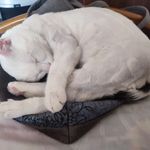 پانسیون حیوانات خانگی شادی