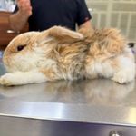 درمانگاه دامپزشکی های پت