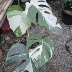 گل و گیاه ایلیا