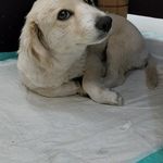 خدمات حیوانات خانگی کوکینا