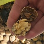 عسل فروشی محمدرضا خانی