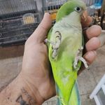 پرنده سرای کاکادو