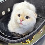 درمانگاه دامپزشکی های پت