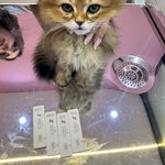 کیلینیک دامپزشکی و آرایشگاه حیوانات کارو