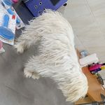 درمانگاه دامپزشکی و پت شاپ دکتر حاجی نژا