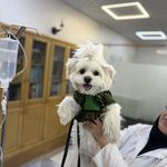 درمانگاه دامپزشکی های پت