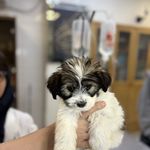 درمانگاه دامپزشکی های پت