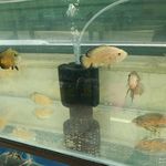 آکواریوم پرشین فیش