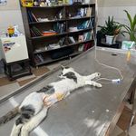 مجتمع درمانی دامپزشکی مهر(دکتر عباسی)