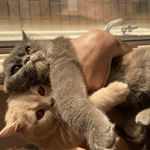 کلینیک دامپزشکی