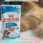 کلینیک دامپزشکی لیون