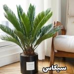 دهکده گل آیریس کرج