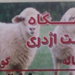 سوپر گوشت اژدری