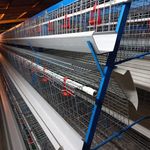 طیور وتجهیزات مرغداری