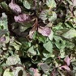 محصولات و سبزیجات خاص شمال نیکو