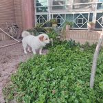 پانسیون خانگی حیوانات شادی