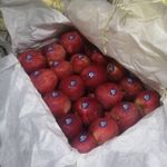 کشاورز و تامین کننده عمده میوه