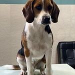 کلینیک دامپزشکی