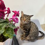 کلینیک دامپزشکی رنیسا