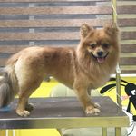 اصلاح و پیرایش حیوانات خانگی علمی