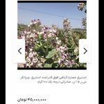 عطاری صحت