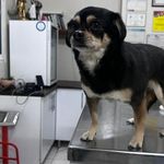 کلینیک دامپزشکی و پت‌شاپ اکسینپت اصفهان