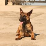 آموزش و پانسیون سگ شایلو