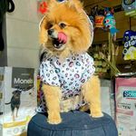 پت شاپ سزار