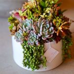 گلفروشی پیتایا