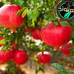 نهالستان نهالوند فروش نهال