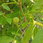 نهال درخت گل و گیاه فروشی