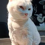 آرایشگاه حیوانات سحرپت گرومینگ