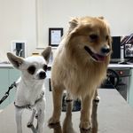 دامپزشکی اطلس وت