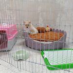 آموزش و پانسیون سگ شایلو