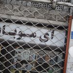 سیلور