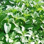 سبزی فروشی زارع