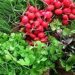 سبزی فروشی جعفری