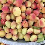 میوه فروشی بزرگ امیر مهدی