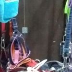 پت شاپ اینترنتی کلاغ سفید