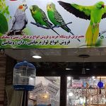 رویال برد