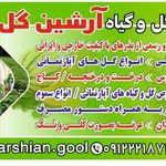 ارشین گل