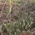 باغ خانوادگی رهسپار