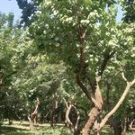 مجتمع فرهنگی یاس